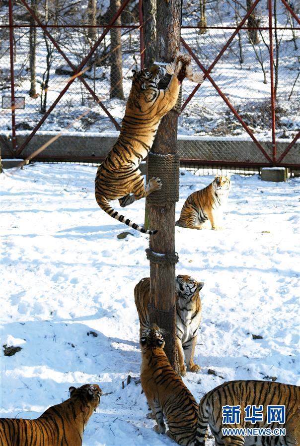 （镜观中国·新华社国内照片一周精选）（2）老虎爬树“显身手”