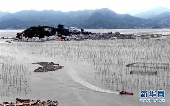 (经济)(5)福建霞浦:渔民海上忙冬播
