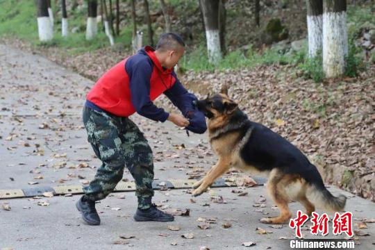 资料图：警犬在训练。瞿宏伦 摄