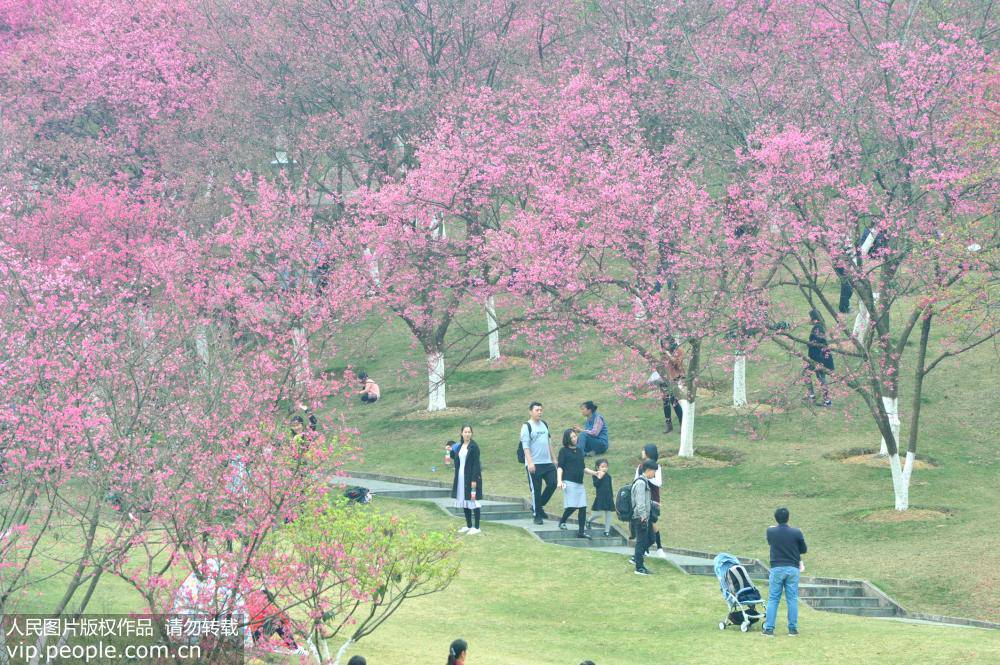 2019年2月4日，是“立春”节气，广西南宁石门森林公园2000多棵樱花烂漫正当时，吸引众多游客前来赏樱游玩，感受春天的气息。（喻湘泉/人民图片）
