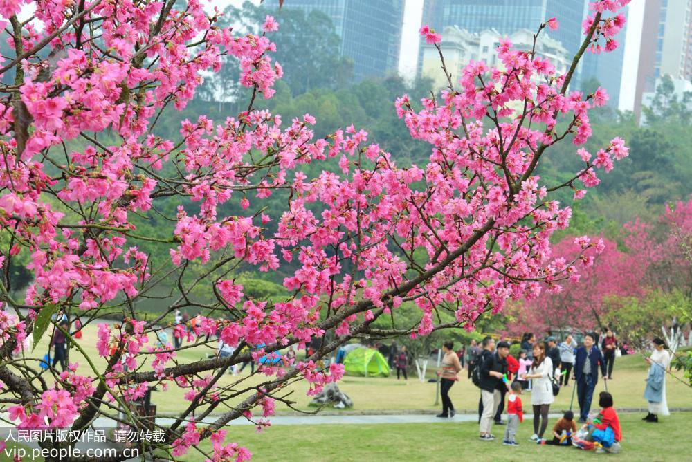 2019年2月4日，是“立春”节气，广西南宁石门森林公园2000多棵樱花烂漫正当时，吸引众多游客前来赏樱游玩，感受春天的气息。（喻湘泉/人民图片）