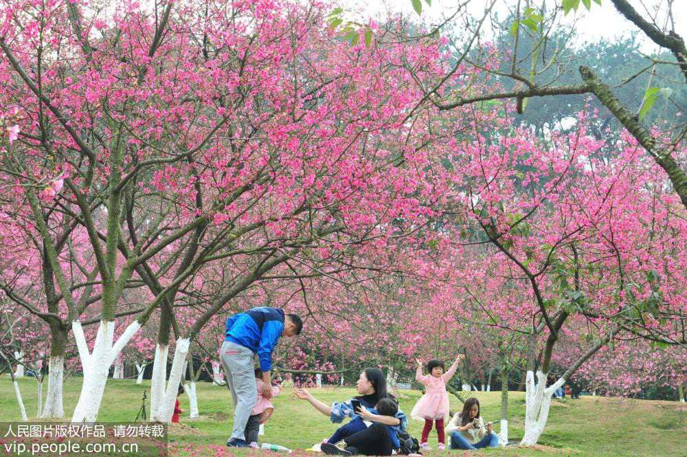 2019年2月4日，是“立春”节气，广西南宁石门森林公园2000多棵樱花烂漫正当时，吸引众多游客前来赏樱游玩，感受春天的气息。（喻湘泉/人民图片）