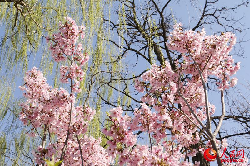 ç²å«©çæ¨±è±è±ç£ç¹ç¼å¨èå¤©ç»¿æ³ä¹é´ãï¼äººæ°ç½ æ¨å§å®æï¼