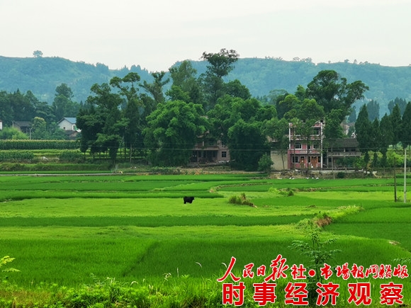 城坝遗址：稻田下的神秘古皇城 巴文化的最后消失地