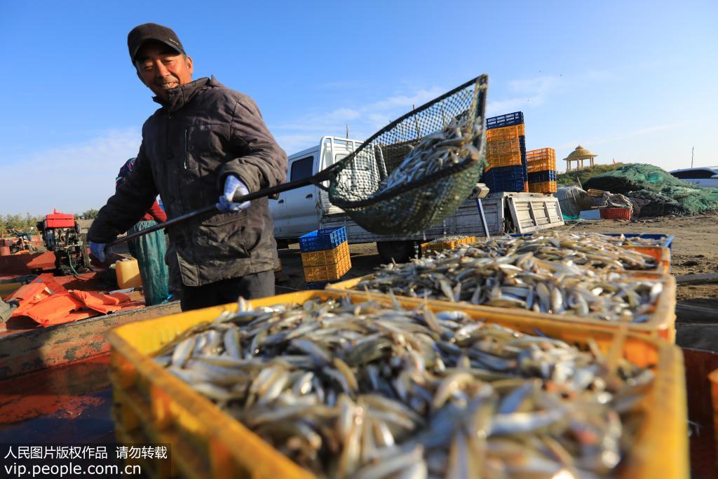 10æ12æ¥ï¼å¨æ°çåæ¯è¾æ¹å¤§æ²³å£æ¸æçå¤´ï¼æ¸æ°æ­£å¨è£è¿åæè·çæ±æ²¼å¬é±¼ã