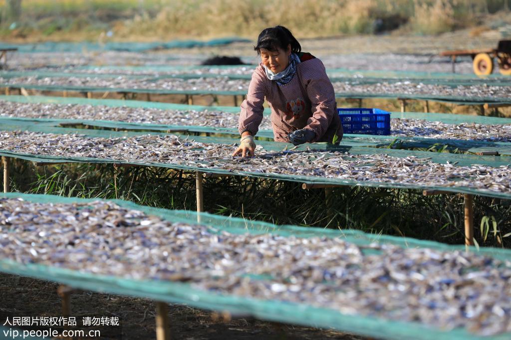 10æ12æ¥ï¼å¨æ°çåæ¯è¾æ¹å¤§æ²³å£æ¸æçå¤´ï¼æ¸æ°æ¾ææ±æ²¼å¬é±¼ã