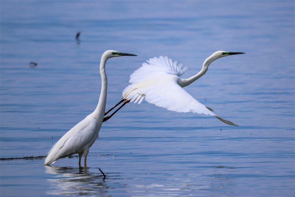 新疆博斯腾湖湿地成鸟类乐园