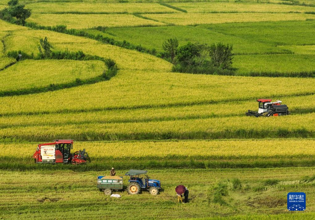 稻谷黄 收获忙 湖南、湖北、四川等地种植的水稻进入成熟收获季