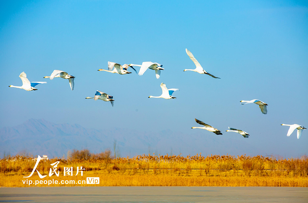 甘肃张掖：越冬天鹅舞翩跹